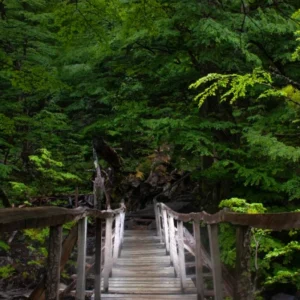 Photo of gray wooden footbridge leading into forest by Chirstopher Politano, made available via Pexels