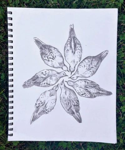 Sketch by Deirdre Beck showing seven mourning doves in a circle, beaks nearly touching. Medium: graphite on paper.